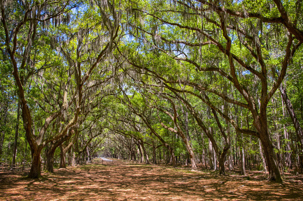 Canopy of old live oak trees draped in spanish moss. - Photo, Image