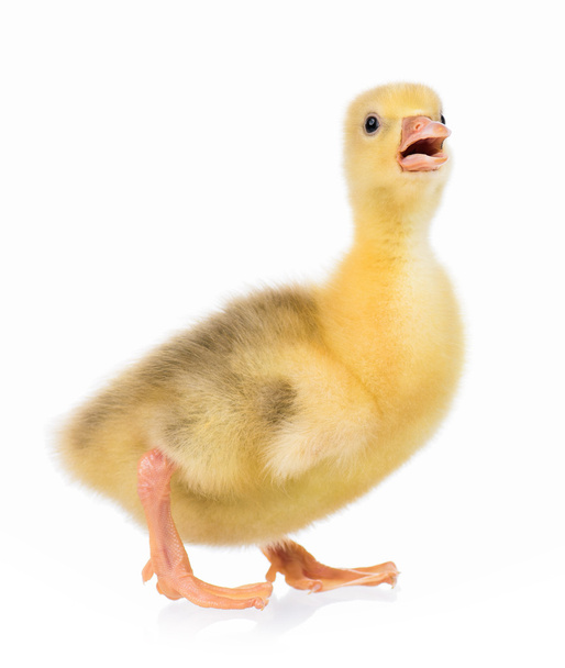 Cute little gosling - Photo, Image