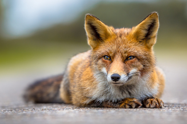 ヨーロッパの赤狐が地面に横たわってリラックス - 写真・画像