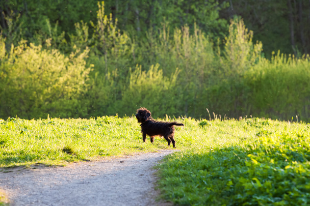 Милий собака на траві
 - Фото, зображення