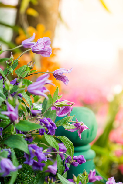 paarse campanulas bloeien in een tuin - Foto, afbeelding