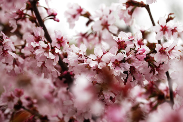Pink cherry blossoms in garden outdoors close up - Zdjęcie, obraz