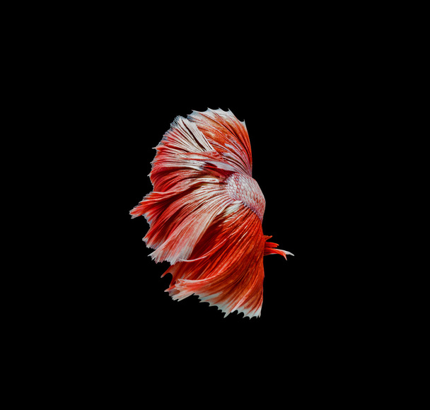 den bewegenden Moment der roten siamesischen Kampffische einfangen, betta - Foto, Bild
