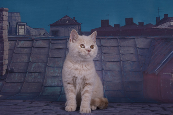 Британский котенок играет на крыше летней ночи
 - Фото, изображение