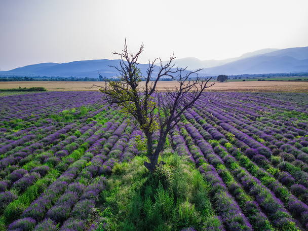 Luchtfoto van een landschap met Lavendel veld - Foto, afbeelding