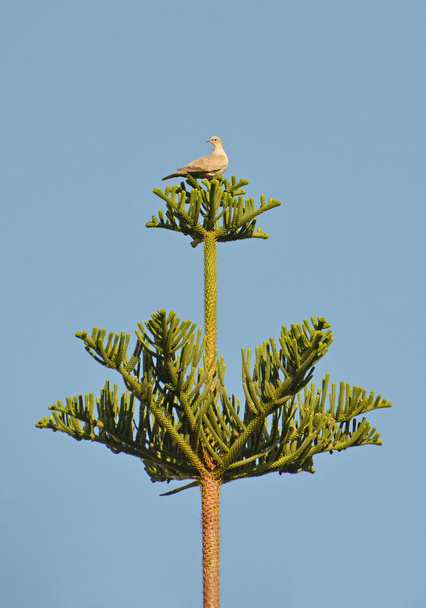 Turtledove perched on araucaria - Photo, Image