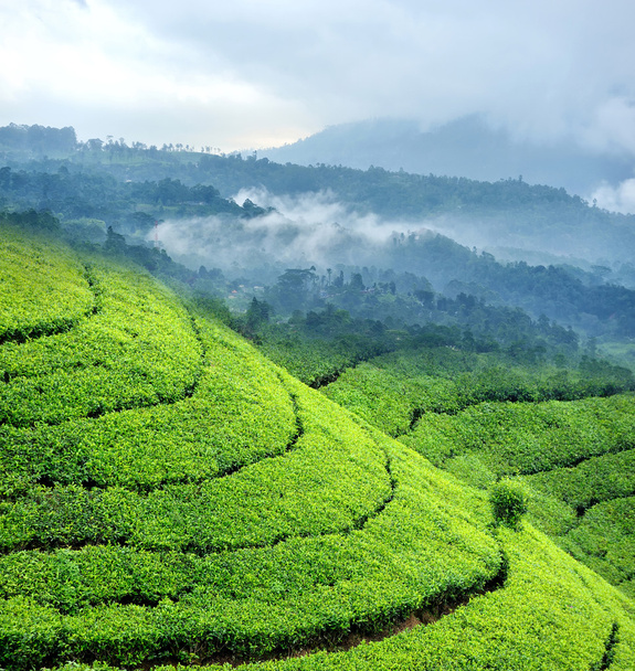 Τσάι φυτεία υψίπεδα - Φωτογραφία, εικόνα
