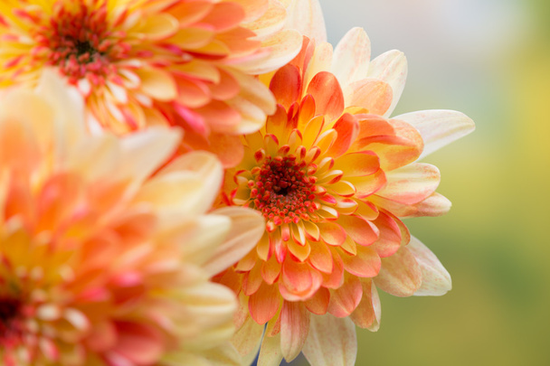 Dahlia flowers close up for yellow background. - 写真・画像