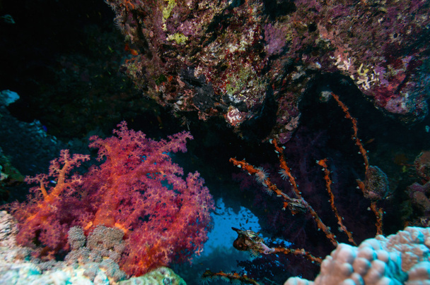 海の生活とサンゴの隙間 - 写真・画像