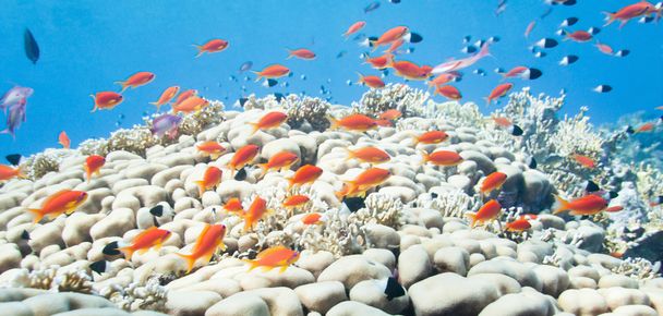 school of anthias over coral formation - Photo, Image