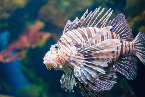 Víz alatti kép Lionfish - Fotó, kép