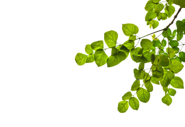 feuilles vertes - Photo, image