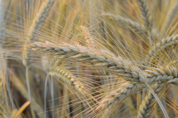 Детали поля зерновых
  - Фото, изображение