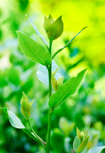 A young branch of laurel on a green background - Photo, Image