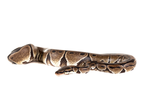 Kaunis python käärme
 - Valokuva, kuva