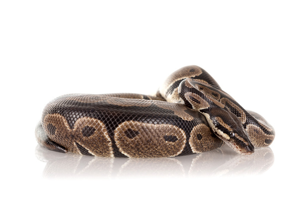 Güzel piton yılan - Fotoğraf, Görsel