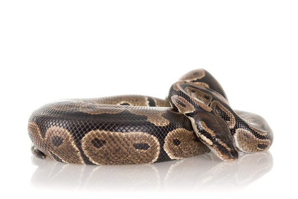 Beautiful python snake - Foto, Imagen