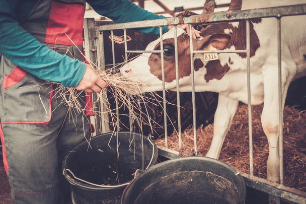 Μία αγρότισσα ταΐζει σε ένα σταύλο με γεωργικές γαλακτοκομικά. - Φωτογραφία, εικόνα