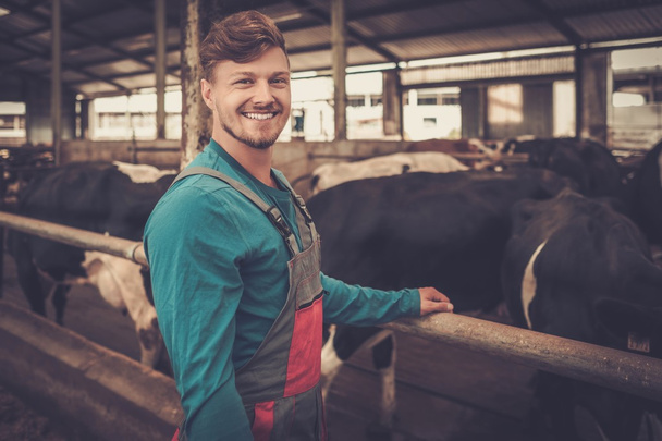 farmer feeding in the cowshed in dairy farm. - Photo, Image