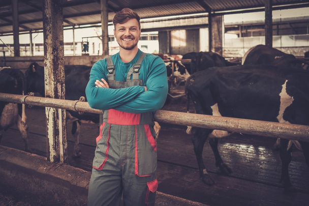 farmer feeding in the cowshed in dairy farm. - Photo, image