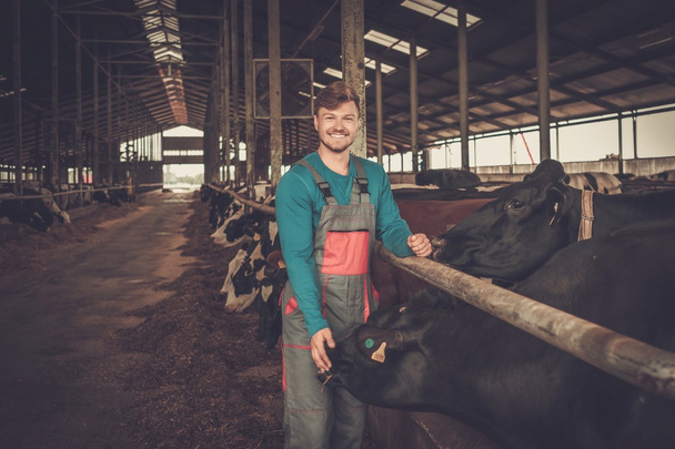 farmář krmí v kravíně v mléčné farmě. - Fotografie, Obrázek