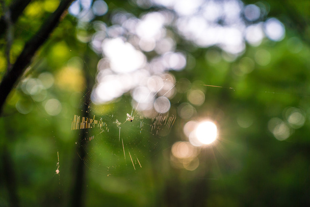 spider web in a forest - Фото, зображення