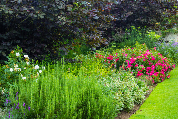 Lindas rosas rosa florescendo no jardim
  - Foto, Imagem
