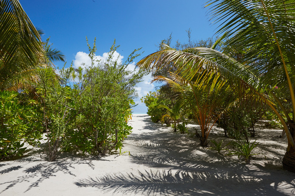 Palms and mangrove trees on Maldives - Foto, afbeelding