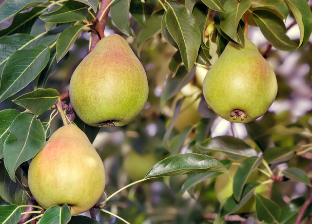 Three large ripe pears hanging on the tree. - Photo, Image