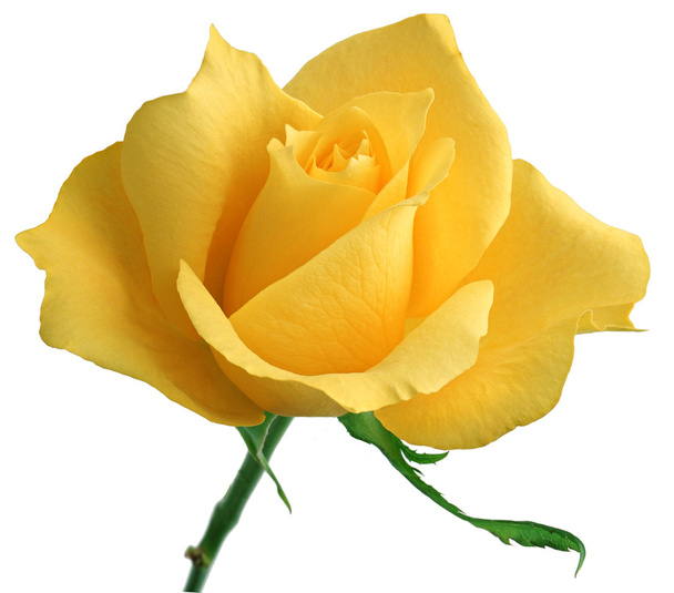 Yellow rose - Photo, Image