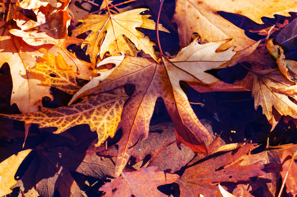 hojas de otoño colorido - Foto, imagen