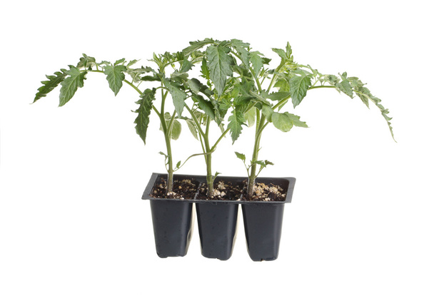 paket beyaz karşı izole üç domates fidesi - Fotoğraf, Görsel
