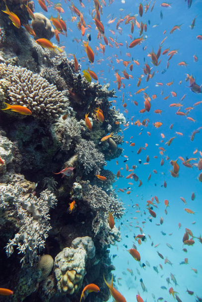 Θαλάσσιας ζωής στον κοραλλιογενή ύφαλο - Φωτογραφία, εικόνα