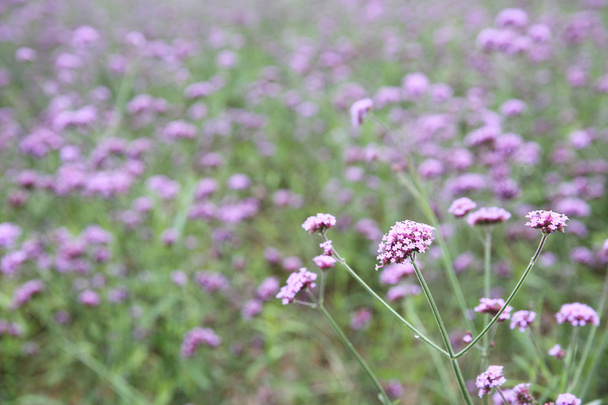 Verbena bonariensis campo de flores
  - Foto, imagen