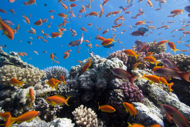 サンゴ礁の Anthias - 写真・画像