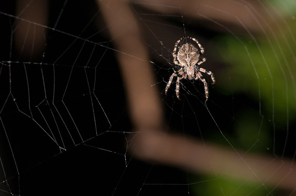 Hämähäkki - Valokuva, kuva