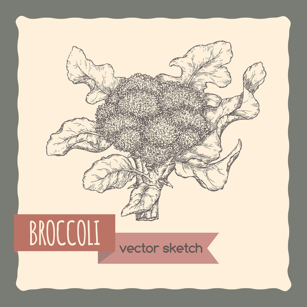 Fresh broccoli in garden hand drawn vector sketch. - Διάνυσμα, εικόνα