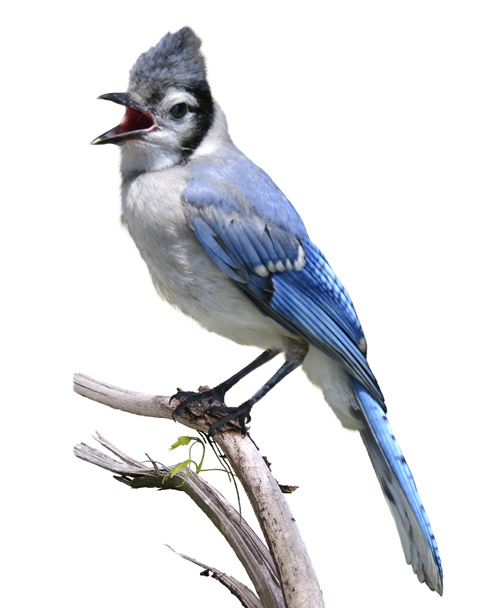 Blue Jay - Photo, Image