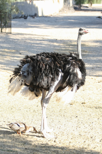 Struisvogel in Tozeur Zoo - Foto, afbeelding