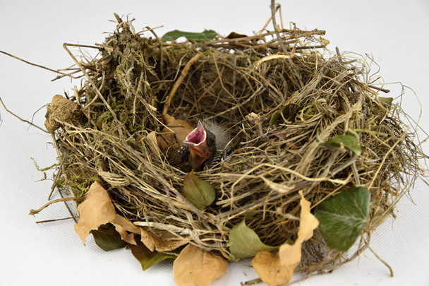 Птичье гнездо с маленьким птичьим клювом, который открывается
 - Фото, изображение