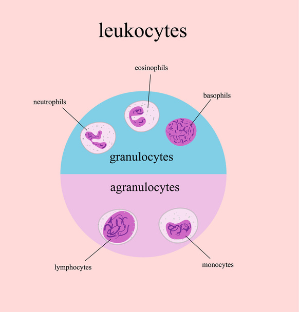 Types de globules blancs, leucocytes
 - Vecteur, image