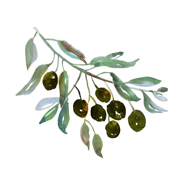 olive tree branch on white background illustration. watercolor a - Photo, Image
