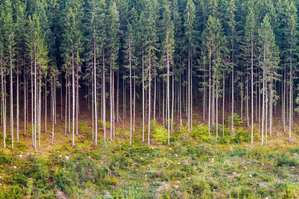 Vysoké zelené stromy - Fotografie, Obrázek
