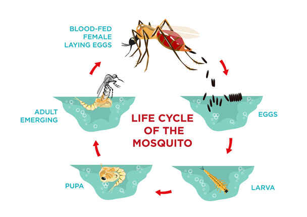 Cyklu życia Mosquito. Diagram szablon plakat z jaj wylęgowych do larwy i pupa etapy rozwoju aż do ciąży dorosły produkuje jaja. Edytowalne Esp10 clip art i duże jpg ilustracji.  - Wektor, obraz