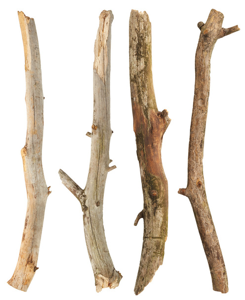 conjunto de ramos de árvore
 - Foto, Imagem