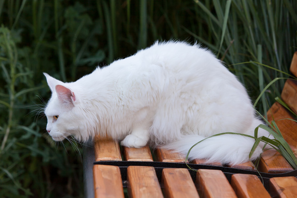 Sièges White Maine Coon Cat sur le banc
 - Photo, image
