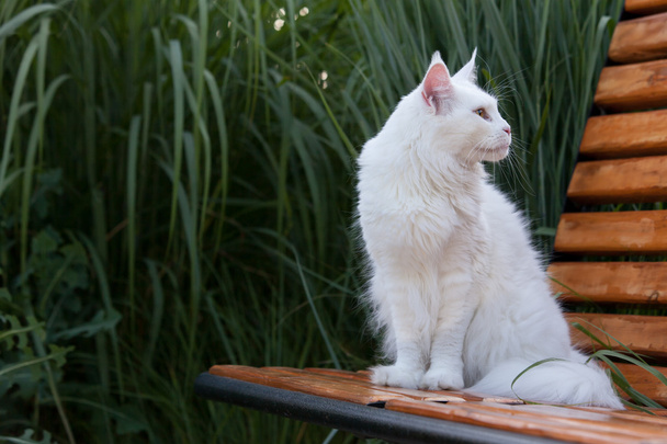 white maine coon cat seats on the bench - Photo, Image