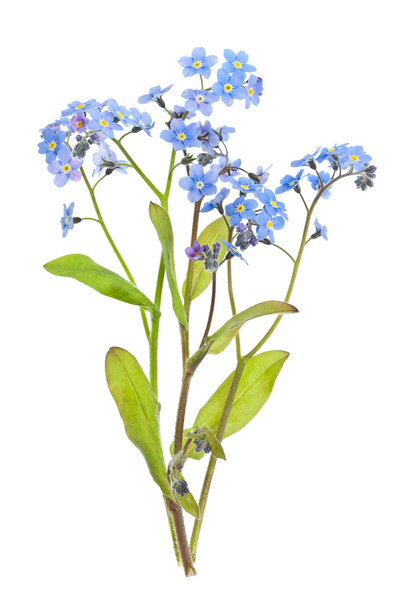 Forget-me-not flowers on white - Photo, image