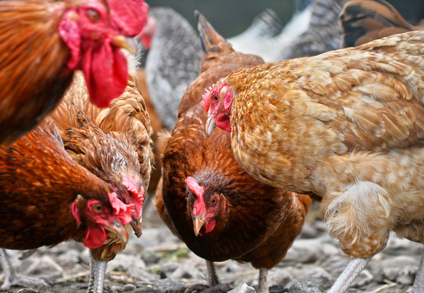 Pollos en granja de aves de corral tradicional - Foto, Imagen