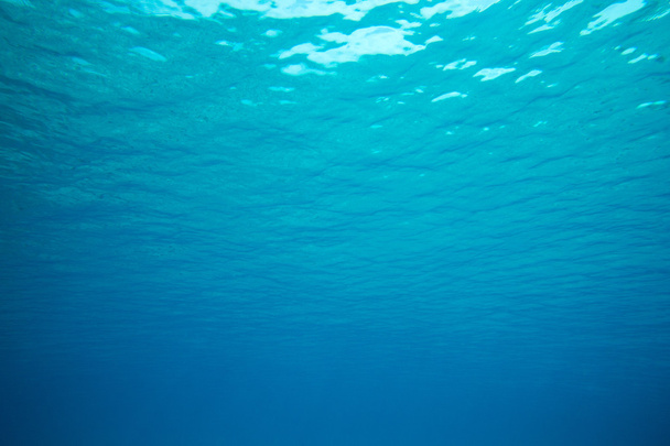 spokojny podwodne scene  - Zdjęcie, obraz
